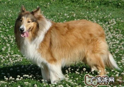 有关柯利犬的先天性基因遗传缺点