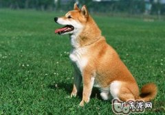 预防狗狗肛门腺炎症