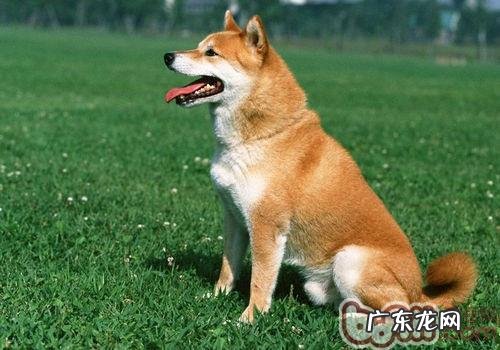 预防狗狗肛门腺炎症