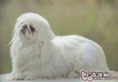 京巴腰间盘突显