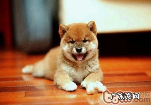 危害小狗免疫系统的要素