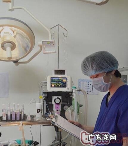 松狮狗膝盖骨手术治疗与麻醉剂出现意外应急处理