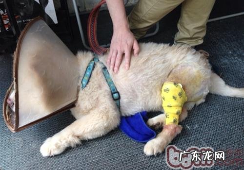 松狮狗膝盖骨手术治疗与麻醉剂出现意外应急处理