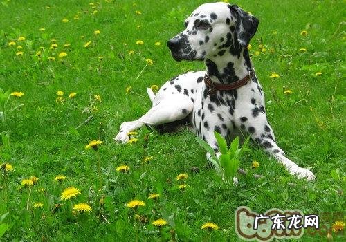 狗狗皮肤病查验前的常见问题