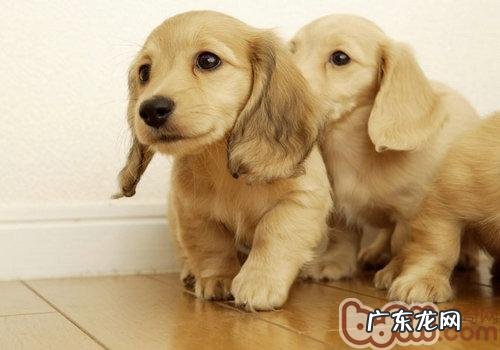 普遍犬品种以及遗传性疾病详细介绍