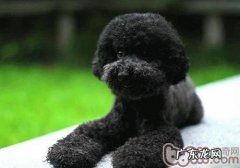 泰迪犬常见病了解多少