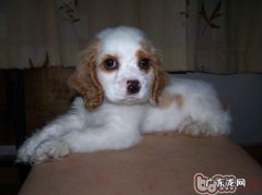 小狗身上出现硬块应该怎么办