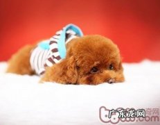 小狗腹部忽然增大应立即就诊