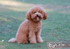 小狗肚子变大的很有可能发病原因