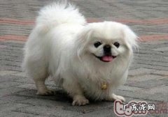 小狗易患口腔科病详细介绍