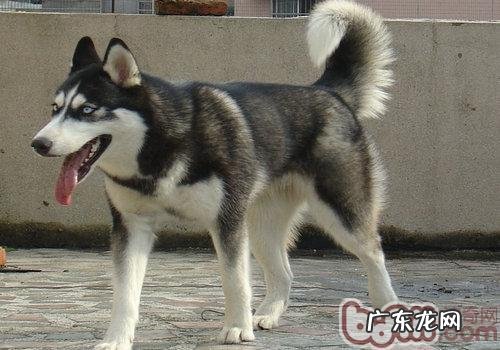 种公犬交配常见问题