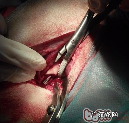 一例犬股骨头技术骨干骨折治疗全纪录