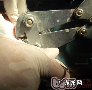 一例犬股骨头技术骨干骨折治疗全纪录