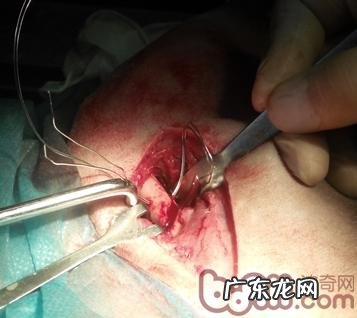 一例犬股骨头技术骨干骨折治疗全纪录