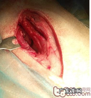 一例犬股骨头技术骨干骨折治疗全纪录