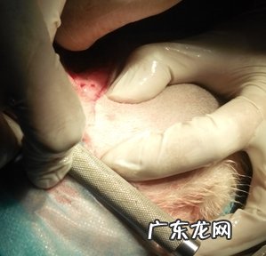 一例犬股骨头技术骨干骨折治疗全纪录