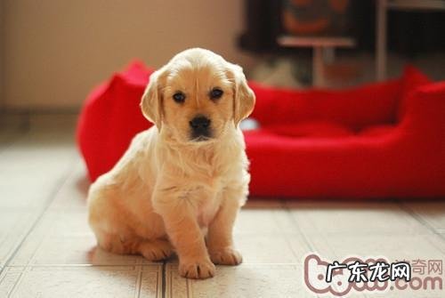 狗狗肠炎时的病症