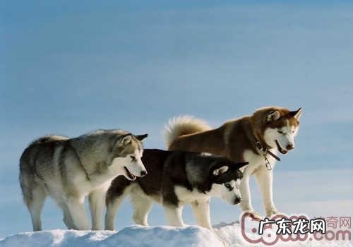 金毛流鼻水是什么原因