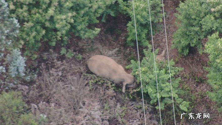 15头野象进入昆明视频 15头野象进入昆明