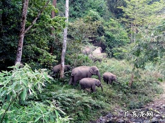15头野象进入昆明视频 15头野象进入昆明