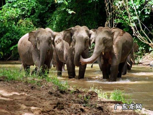 15头野象进入昆明视频 15头野象进入昆明