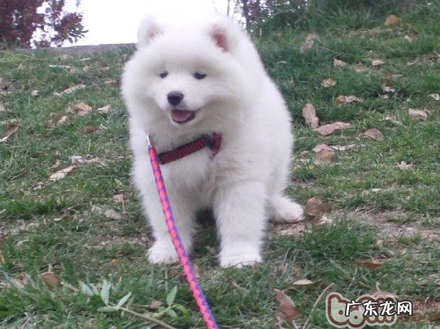 小狗片状类药的灌药方式