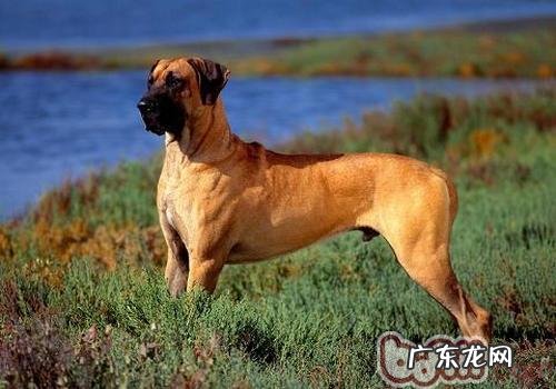 给你的小狗相亲约会严格把关