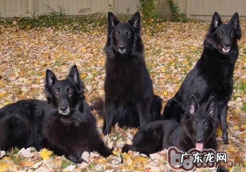 买狗时如何看小狗是不是身心健康