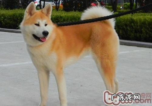 秋田犬小狗繁育