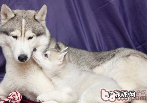 狗是如何把巨细胞病毒传染人的