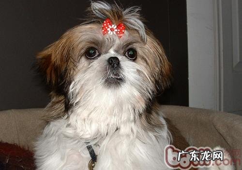 狗狗假孕是什么原因