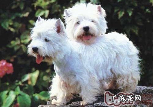 狗感冒了吃什么中药