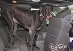 一般狗狗多大能够交配