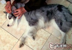 小狗得耳螨怎么处理