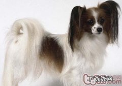 人要把感冒传染给狗吗