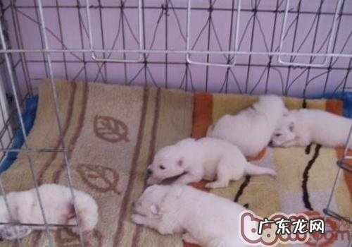 新生儿狗室息的解决方式