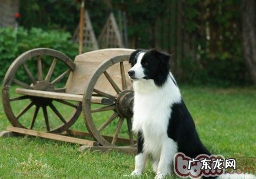 边境牧羊犬长满虫该怎么办