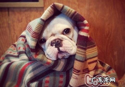 得皮肤疾病的狗能冼澡吗