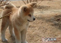 小狗的身上有硬块是为什么