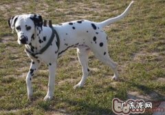 小狗产后风治疗