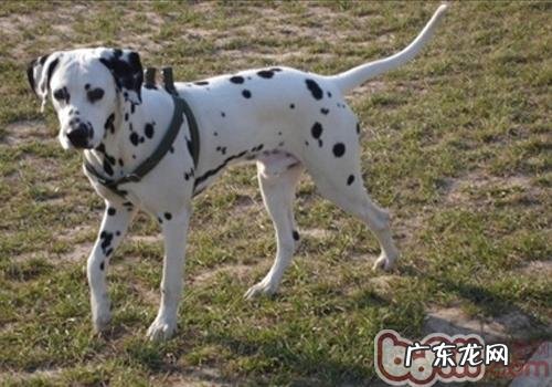 小狗产后风治疗