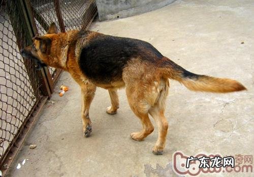 被狗咬伤便会得狂犬病毒吗