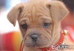 小狗得皮肤疾病后不能吃什么食物