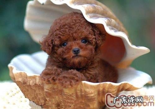 泰迪犬大便出血是什么原因