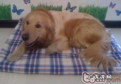 狗狗皮肤病会传染人吗