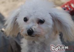 造成泰迪犬眼泪的缘故