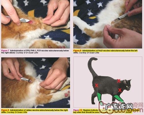 针对小宠物免疫系统的新意识