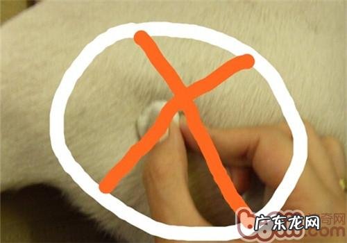 针对小宠物免疫系统的新意识