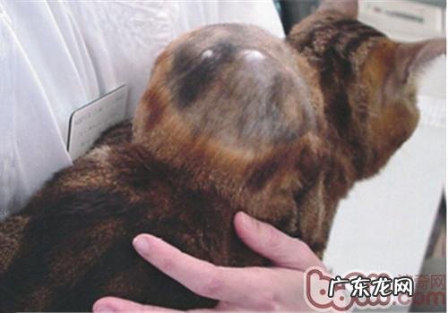 针对小宠物免疫系统的新意识