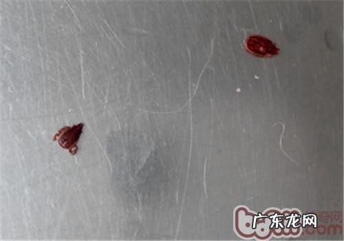 夏天裂头蚴之——蜱